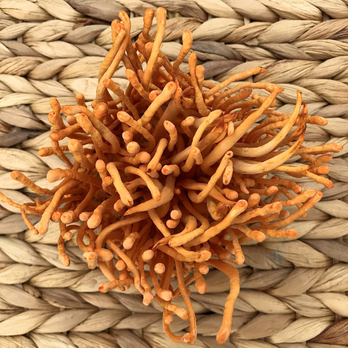 5 Công Dụng Tuyệt Vời Từ Đông Trùng Hạ Thảo